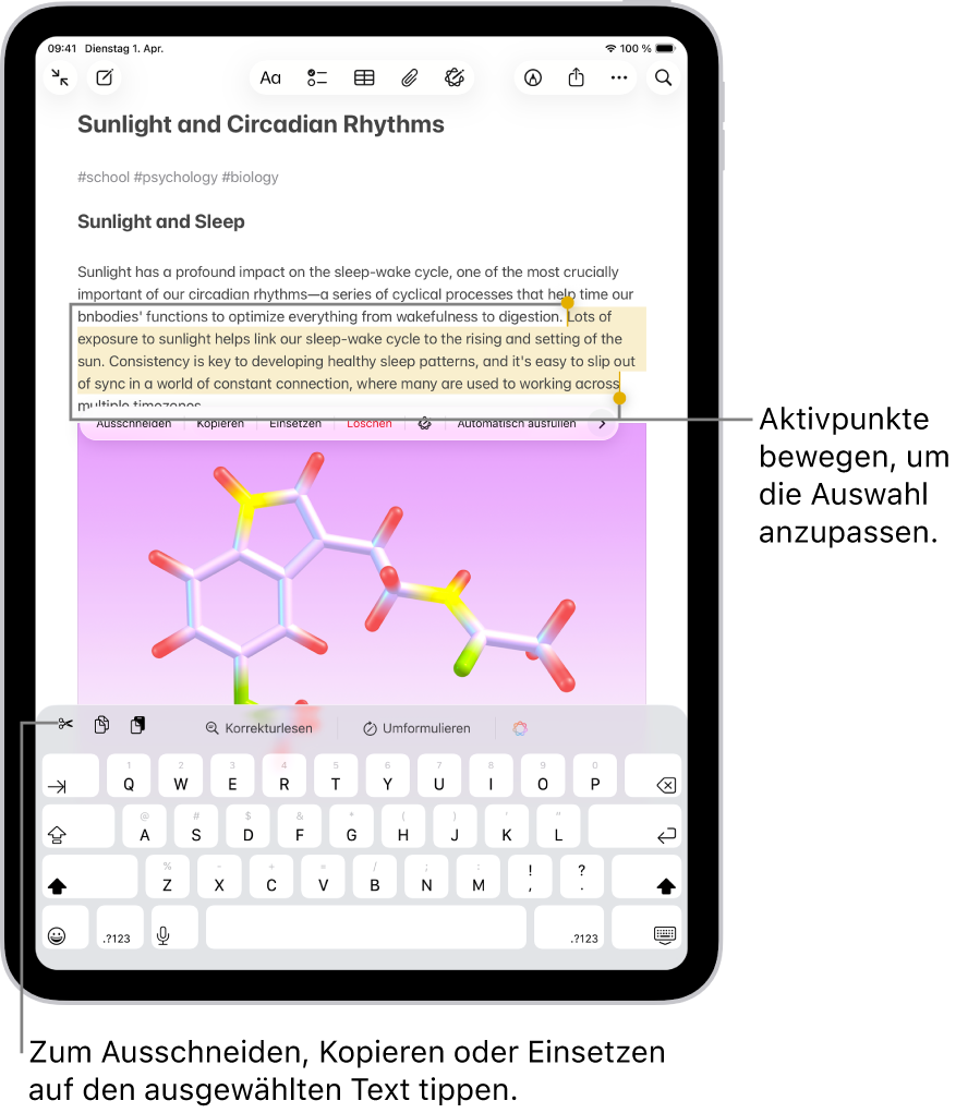 In einer Notiz in der App „Notizen“ ist Text ausgewählt. Über dem ausgewählten Text befinden sich die Tasten „Ausschneiden“, „Kopieren“ und „Einsetzen“. Der ausgewählte Text ist hervorgehoben, an jedem Ende befinden sich Aktivierungspunkte zum Anpassen der Auswahl.