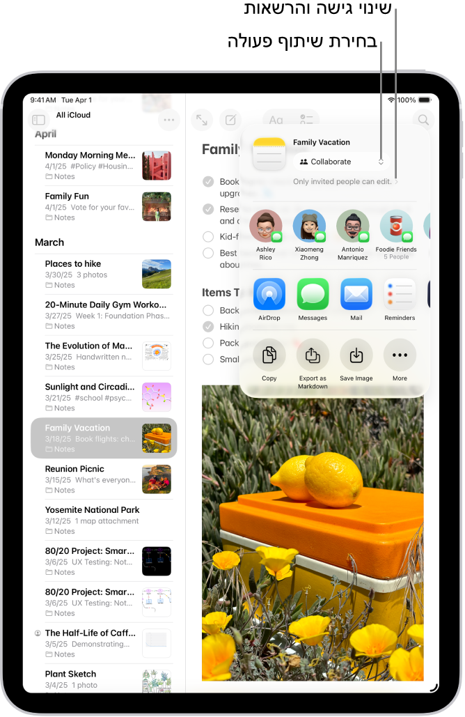 הזמנה לשיתוף פעולה ברשימת לביצוע ב״פתקים״, שמציגה את ״שיתוף פעולה״ כאפשרות השיתוף ואת האפשרות ״רק מי שהוזמן על-ידך יכול לערוך״ כהגדרת גישה והרשאות. ארבעה נמענים אפשריים, כולל קבוצה, בשורה שמתחת. השורה הבאה מציעה אופנים שונים לשיתוף הפתק: AirDrop, ״הודעות״, ״דואר״, ו״תזכורות״. השורה האחרונה מכילה כפתורים להעתקה, ייצוא ושמירה של הפתק.