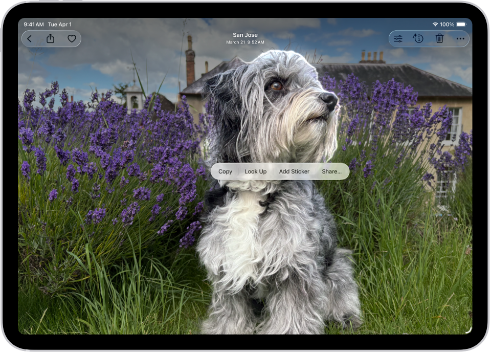 De Foto's-app is geopend met een foto van een hond. De hond is geselecteerd en de optie 'Voeg sticker toe' is beschikbaar in het menu erboven.
