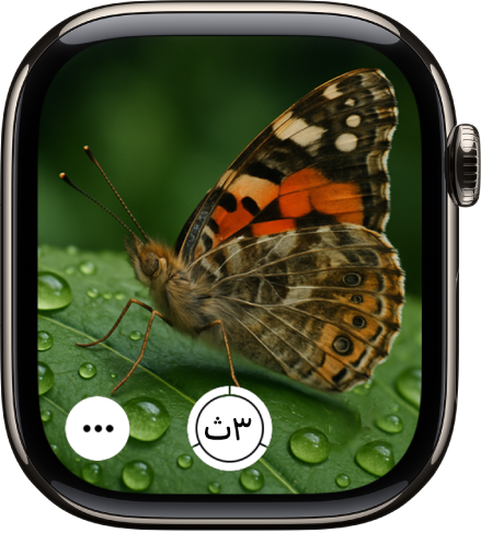 شاشة Apple Watch تُظهر ما يظهر في عرض كاميرا iPhone. يوجد زر الغالق في منتصف الجزء السفلي. يظهر زر مزيد من الخيارات في أسفل اليسار.