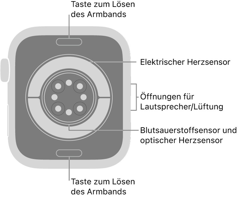 Die Rückseite der Apple Watch Series 11 mit Entriegelungstasten für das Armband oben und unten, elektrischem Herzsensor, optischem Herzsensor und dem Sensor für den Blutsauerstoffgehalt in der Mitte sowie den Lautsprecher-/Lüfteröffnungen an der Seite.