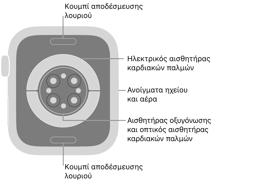 Το πίσω μέρος του Apple Watch Series 9, με τα κουμπιά αποδέσμευσης λουριού πάνω και κάτω, τους ηλεκτρικούς αισθητήρες καρδιάς, τους οπτικούς αισθητήρες καρδιάς και τους αισθητήρες οξυγόνωσης στο κέντρο, και τα ανοίγματα ηχείου/αερισμού στο πλάι.