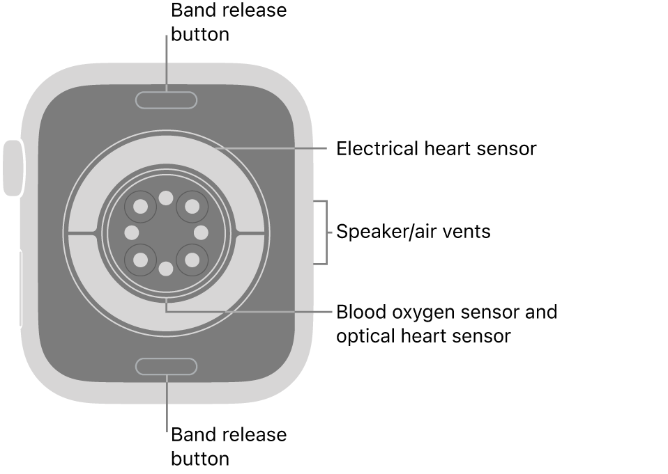 The back of Apple Watch Series 11, with the band release buttons at top and bottom, the electrical heart sensors, optical heart sensors, and blood oxygen sensors in the middle, and the speaker/air vents on the side.