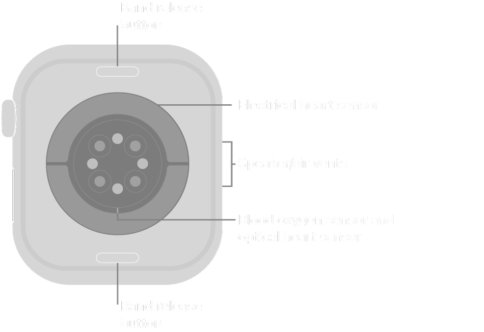 The back of Apple Watch Series 10, with the band release buttons at top and bottom, the electrical heart sensors, optical heart sensors, and blood oxygen sensors in the middle, and the speaker/air vents on the side.