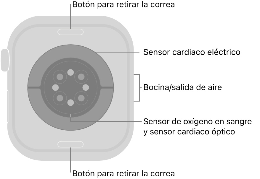 En el reverso del Apple Watch Series 10 se muestran los botones de liberación de correa en la parte superior e inferior; los sensores eléctricos y ópticos para medir la frecuencia cardiaca y el oxígeno en la sangre en el centro; y la bocina/ranuras de aire en un lado.