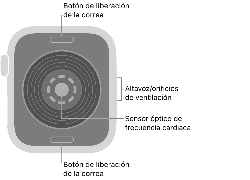 La trasera del Apple Watch SE 3, con los botones de liberación de la correa arriba y abajo, el sensor óptico de frecuencia cardiaca en el medio, y el altavoz/orificios de ventilación en el lateral.