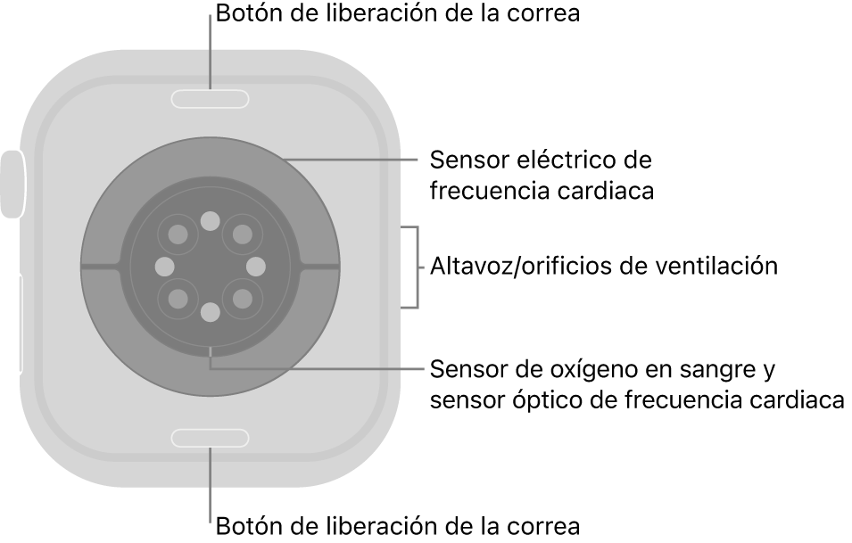 La trasera del Apple Watch Series 10, con los botones de liberación de la correa arriba y abajo, los sensores eléctricos de frecuencia cardiaca, los sensores ópticos de frecuencia cardiaca y los sensores de los niveles de oxígeno en sangre en el medio, y el altavoz/orificios de ventilación en el lateral.