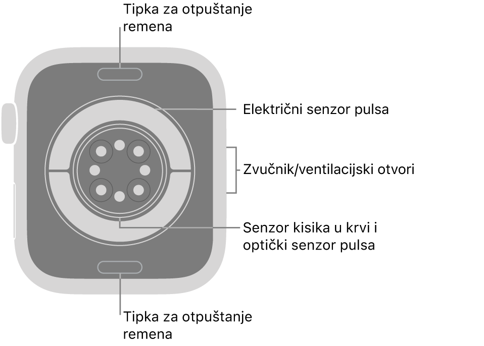 Stražnja strana modela Apple Watch Series 11 s tipkama za otpuštanje remena pri vrhu i dnu, električnim senzorima srca, optičkim senzorima srca i senzorima za zasićenost kisikom po sredini te zvučnik/zračni ventili sa strane.