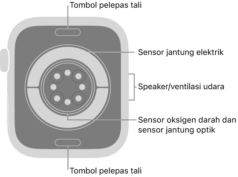 Bagian belakang Apple Watch Series 11, dengan tombol pelepas tali di bagian atas dan bawah, sensor jantung elektrik, sensor jantung optik, dan sensor oksigen darah di bagian tengah, dan speaker/ventilasi udara di bagian samping.