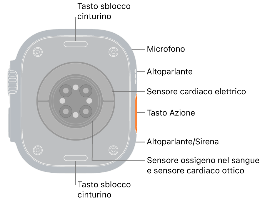 Apple Watch Ultra 3, visto da dietro, con i tasti di rilascio del cinturino superiore e inferiore. Sul lato sono presenti il microfono, l’altoparlante, il sensore elettrico per la frequenza cardiaca, il tasto Azione, la porta dell’altoparlante da cui viene emessa la sirena, i sensori di lettura dell’ossigeno nel sangue e i sensori ottici per le misurazioni cardiache.
