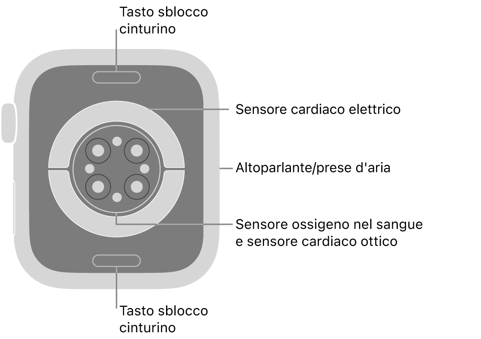 La parte posteriore di Apple Watch Series 9, con i pulsanti di sblocco del cinturino in alto e in basso, i sensori elettrici e quelli ottici per il cuore e i sensori per il livello di ossigeno nel sangue in mezzo, e l’altoparlante e i condotti di ventilazione sul lato.