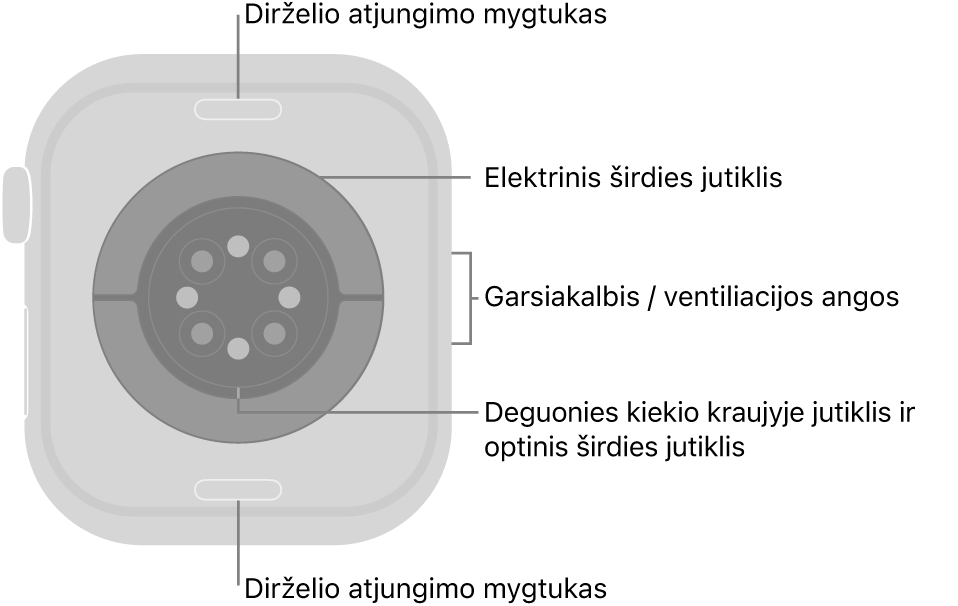 „Apple Watch Series 10“ galinė pusė, dirželio atjungimo mygtukai viršuje ir apačioje, elektriniai širdies jutikliai, optiniai širdies jutikliai ir deguonies kiekio kraujyje matavimo jutikliai viduryje bei garsiakalbis / ventiliacijos angos šone.