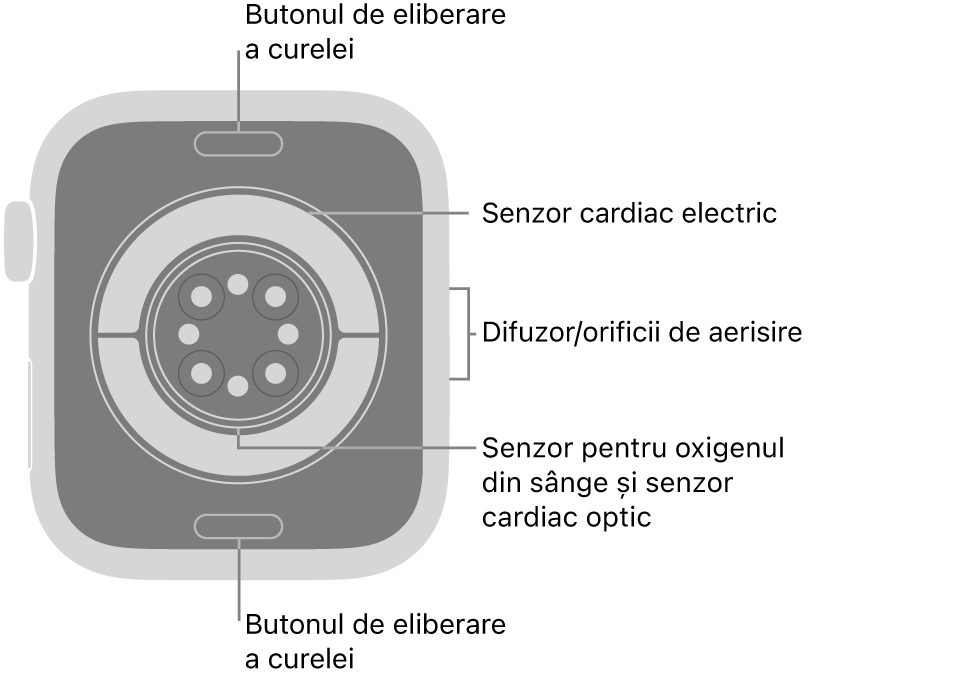 Spatele dispozitivului Apple Watch Series 11, cu butoanele de eliberare a brățării în partea de sus și de jos, senzorii cardiaci electrici, senzorii cardiaci optici și senzorii pentru oxigenul din sânge în mijloc și difuzorul/orificiile de ventilare pe partea laterală.