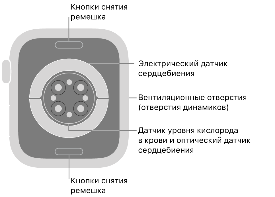 Оборотная сторона Apple Watch Series 9. Вверху и внизу показаны кнопки снятия ремешка. В центре размещены электрические датчики сердечной активности, оптические датчики сердечной активности и датчики уровня кислорода в крови. Сбоку показаны вентиляционные отверстия (отверстия динамиков).