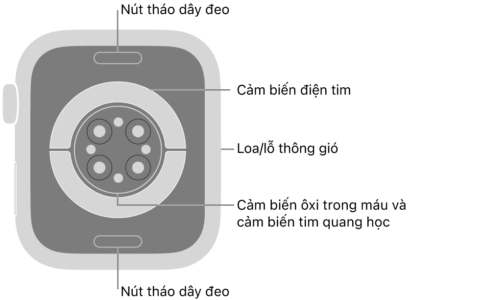 Mặt sau của Apple Watch Series 9, với các nút tháo dây ở trên cùng và dưới cùng, các cảm biến tim điện, các cảm biến tim quang học và các cảm biến ôxi trong máu ở giữa và loa/lỗ thông gió trên sườn.