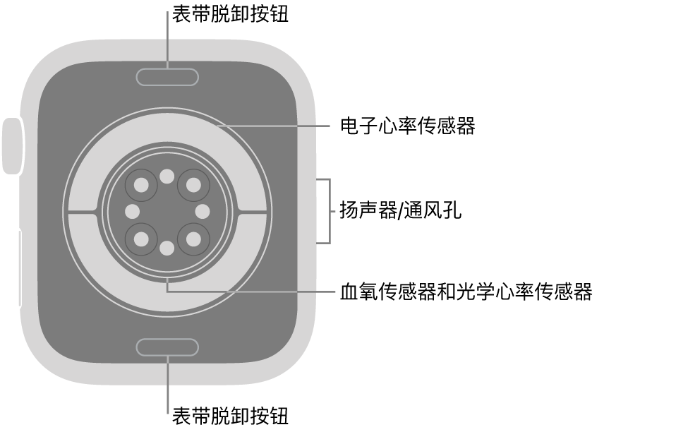 Apple Watch Series 11 的背面,顶部和底部是表带脱卸按钮,中间是电子心率传感器、光学心率传感器和血氧传感器,侧边是扬声器/通风孔。