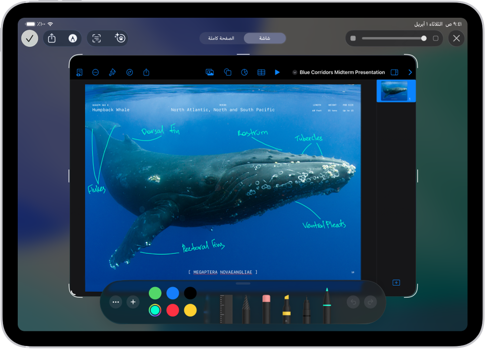 لقطة شاشة لمستند Keynote مع تعليقات توضيحية مكتوبة باستخدام أداة التحديد الزرقاء.