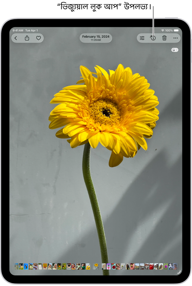 ছবি অ্যাপ লাইব্রেরিতে একটি ছবি খোলা আছে। স্ক্রিনের উপরে “তথ্য” বাটনে একটি আইকন দেখা যাচ্ছে যা নির্দেশ করে যে, “ভিজ্যুয়াল লুক আপ” তথ্য উপলভ্য রয়েছে। বাটনটি নির্বাচন করা হয়েছে এবং “ভিজুয়াল লুক আপ”-এর ফলাফল স্ক্রিনে দেখানো হয়েছে।