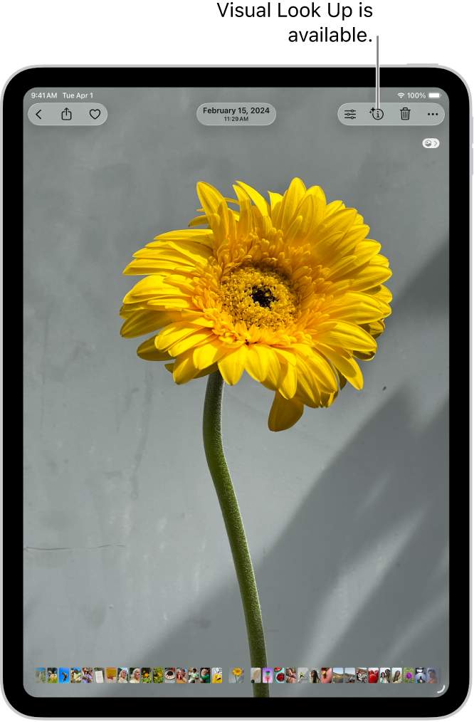 A photo is open in the Photos app library. At the top of the screen, the Info button displays an icon indicating that Visual Look Up information is available. The button is selected and the Visual Look Up results appear on the screen.
