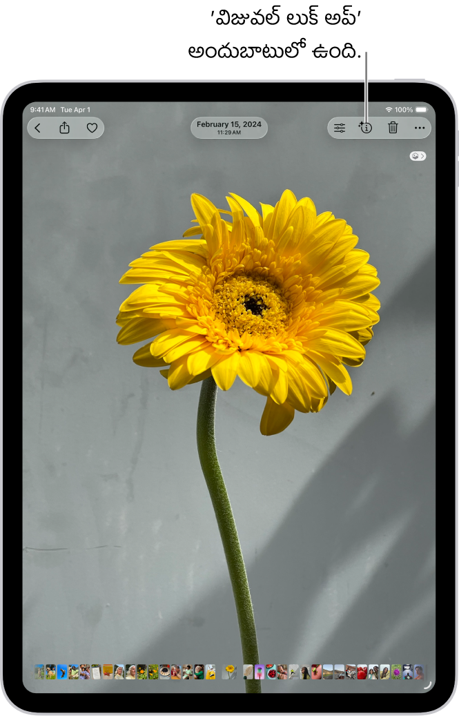 ఫోటోస్ యాప్ లైబ్రరీలో ఫోటో తెరవబడింది. స్క్రీన్ ఎగువన ఉన్న ఇన్ఫర్మేషన్ బటన్ ‘విజువల్ లుక్ అప్ సమాచారం అందుబాటులో ఉందని సూచించే ఐకాన్’ను చూపుతుంది. బటన్ ఎంపిక చేయబడి, విజువల్ లుక్ అప్ ఫలితాలు స్క్రీన్‌పై కనిపిస్తున్నాయి.