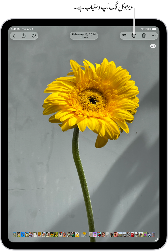 تصویر ایپ کی لائبریری میں کھلی تصویر۔ اسکرین کے اوپری حصے میں معلومات کا بٹن ایک آئیکن ڈسپلے کرتا ہے جو اس بات کی نشاندہی کرتا ہے کہ “ویژوئل لُک اَپ” کی معلومات دستیاب ہے۔ بٹن منتخب کیا گیا ہے اور ویژوئل لُک اپ کے نتائج اسکرین پر ظاہر ہیں۔