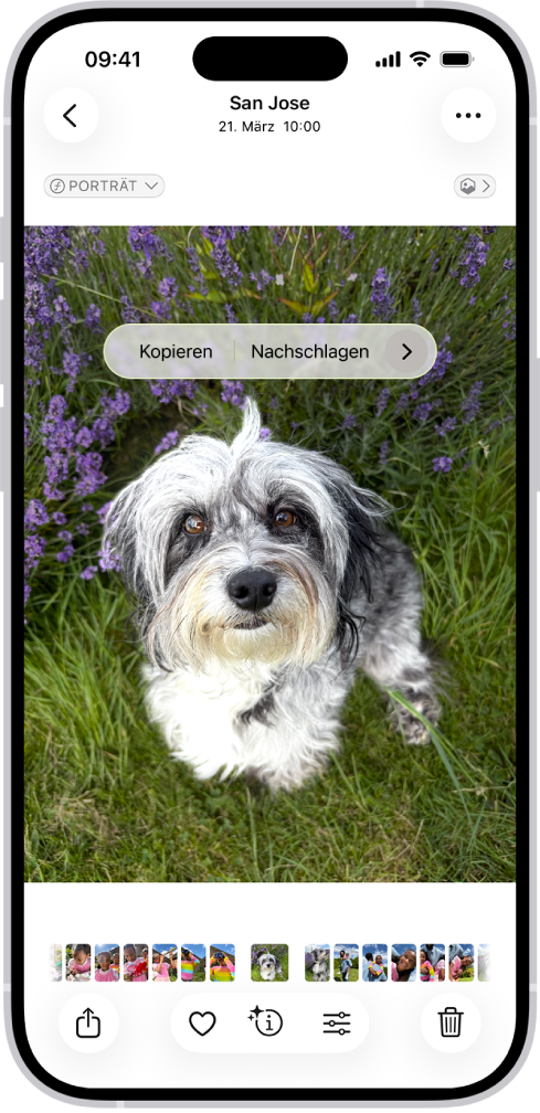 In der App „Fotos“ ist das Foto eines Hundes geöffnet. Der Hund ist ausgewählt und die Option „Sticker hinzufügen“ ist in dem Menü darüber verfügbar.