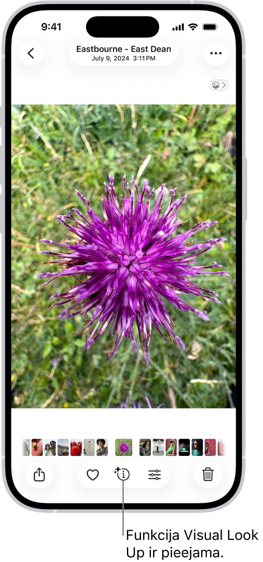 Fotoattēls ir atvērts lietotnē Photo. Ekrāna apakšējā daļā ir poga Info, ar kuras palīdzību var skatīt ikonu, kura norāda, ka ir pieejama Visual Look Up informācija.