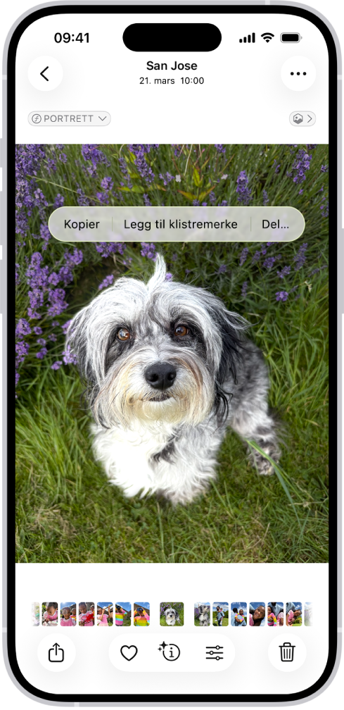 Bilder-appen er åpen på et bilde av en hund. Hunden er markert, og valget Legg til klistremerke er tilgjengelig i menyen over.