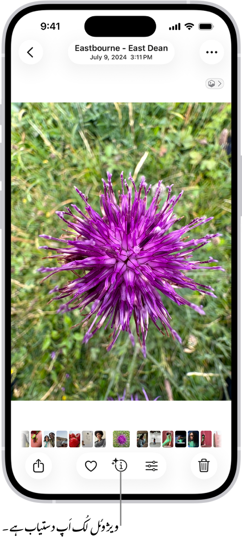 تصویر ایپ میں کھلی ہوئی ایک تصویر۔ اسکرین کے نچلے حصے میں، “معلومات” کا بٹن ایک آئیکن ڈسپلے کرتا ہے جو اس بات کی نشاندہی کرتا ہے کہ “ویژول لک اپ” کی معلومات دستیاب ہے۔