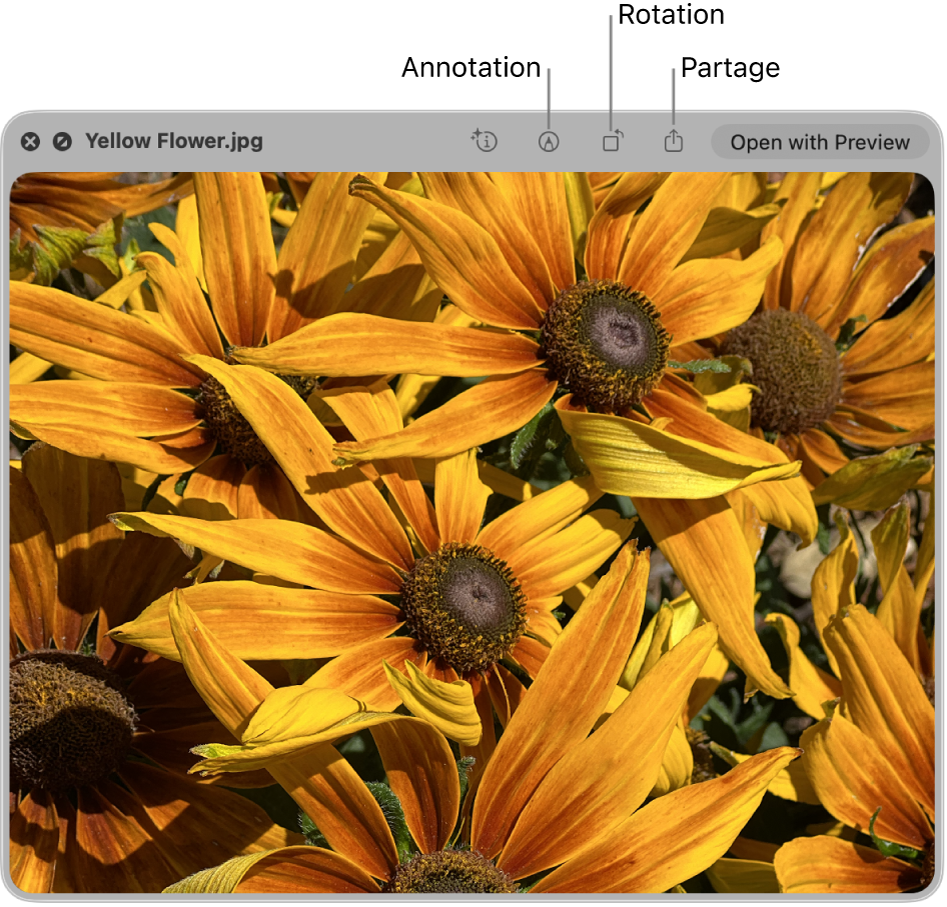 Une image dans la fenêtre Coup d’œil, avec des boutons permettant d’annoter, de faire pivoter ou de partager l’image, ou de l’ouvrir dans l’app Aperçu.
