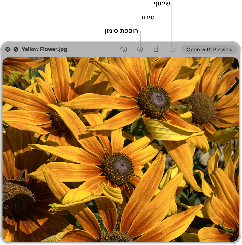 תמונה בחלון ״הצצה מהירה״, עם כפתורים לסימון, סיבוב או שיתוף של התמונה או לפתיחת התמונה ביישום ״תצוגה מקדימה״.