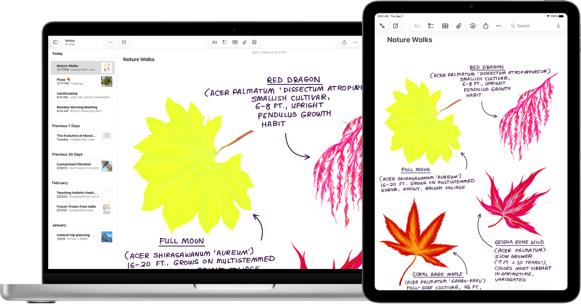 На iPad показана зарисовка. Рядом находится Mac, на котором зарисовка показана в заметке.