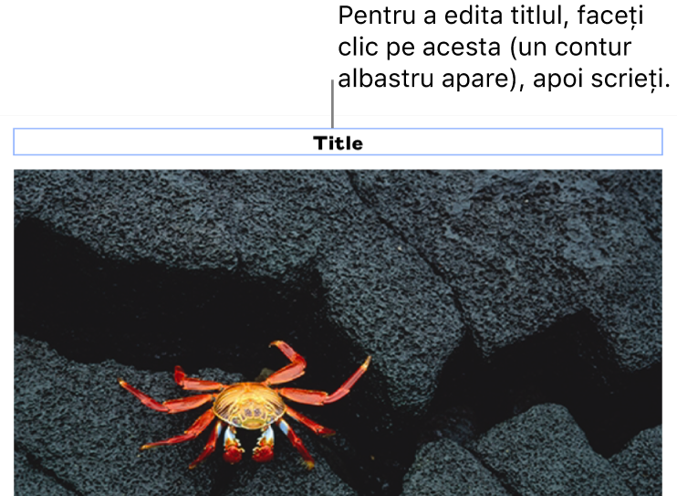 Titlul substituent, „Titlu”, apare sub o poză; un contur albastru în jurul câmpului titlului arată că acesta este selectat.
