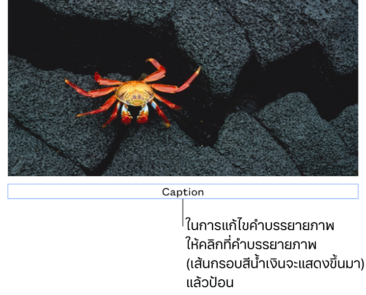 คำบรรยายภาพในช่องว่าง “คำบรรยายภาพ” แสดงขึ้นมาด้านล่างรูปภาพ โดยเส้นกรอบสีน้ำเงินรอบช่องคำบรรยายภาพแสดงว่าถูกเลือก