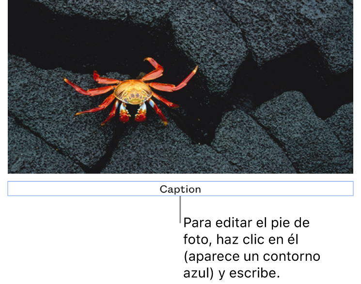 Debajo de una foto aparece el marcador de posición del pie de foto; un contorno azul que rodea el campo de pie de foto indica que está seleccionado.