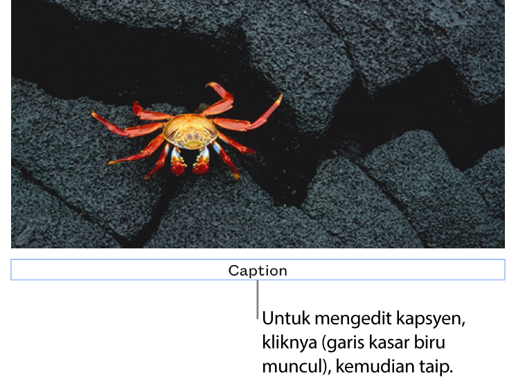 Kapsyen ruang letak, “Kapsyen”, kelihatan di bawah foto, garis kasar biru di sekeliling medan kapsyen menunjukkan ia telah dipilih.