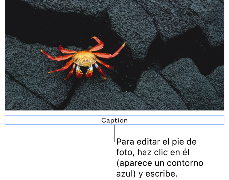 Debajo de una foto aparece el marcador de posición del pie de foto; un contorno azul que rodea el campo de pie de foto indica que está seleccionado.