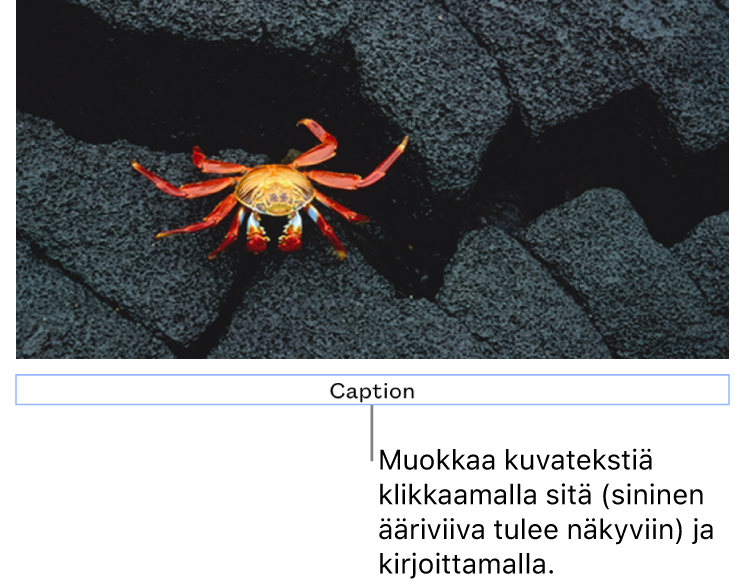 Paikanvaraajakuvateksti ”Kuvateksti” näkyy kuvan alla, siniset ääriviivat kuvatekstikentän ympärillä osoittavat, että se on valittuna.