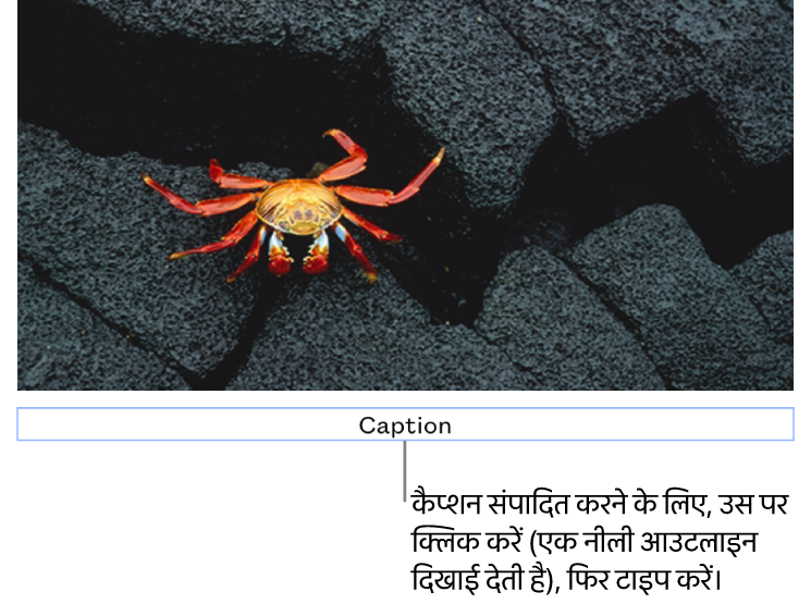 प्लेसहोल्डर कैप्शन, “कैप्शन” तस्वीर के नीचे दिखाई देता है; यह चयनित है दिखाने के लिए कैप्शन फ़ील्ड के चारों तरफ़ एक नीली आउटलाइन दिखाई देती है।