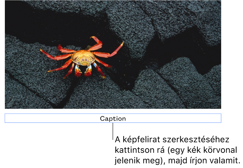 A helyőrző képfelirat „Képfelirat” egy fotó alatt látható, míg a képfelirat mező körül látható kék körvonal azt jelzi, hogy a mező ki van jelölve.