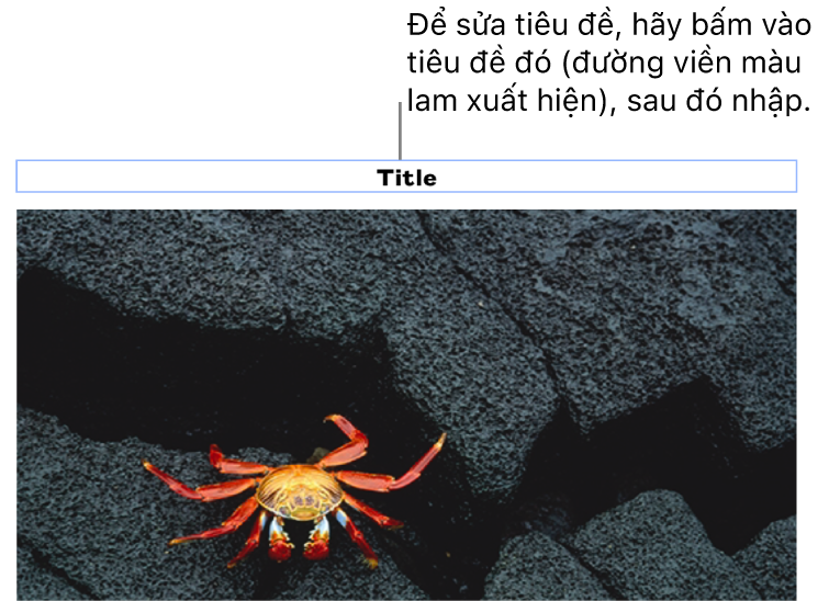 Chú thích giữ chỗ, “Tiêu đề”, xuất hiện bên dưới ảnh; đường viền màu lam xuất hiện xung quanh trường tiêu đề để cho biết tiêu đề đó đã được chọn.