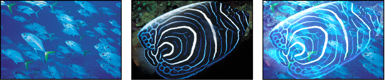 두 개의 소스 이미지와 그 결과로 생긴 혼합된 이미지를 보여주는 더하기 혼합의 예