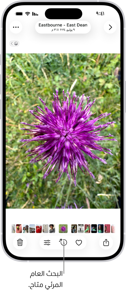 صورة مفتوحة في تطبيق الصور. في الجزء السفلي من الشاشة، يعرض زر المعلومات أيقونة تشير إلى توفر معلومات البحث العام المرئي.