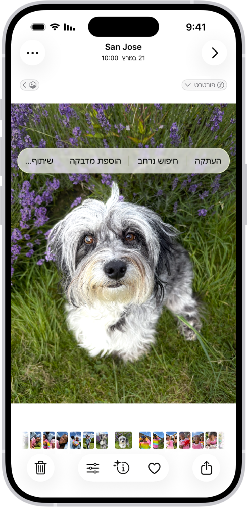 היישום ״תמונות״ פתוח ומציג תמונה של כלב. הכלב נבחר והאפשרות ״הוספת מדבקות״ זמינה בתפריט שמעליו.