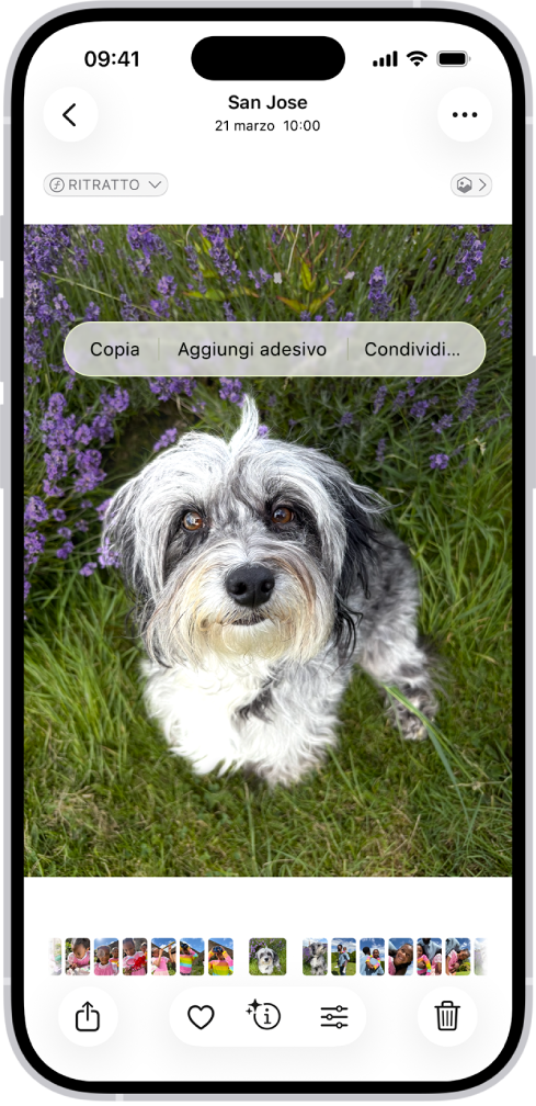 L’app Foto è aperta sulla foto di un cane. Il cane viene selezionato e nel menu sovrastante è disponibile l’opzione “Aggiungi adesivo”.