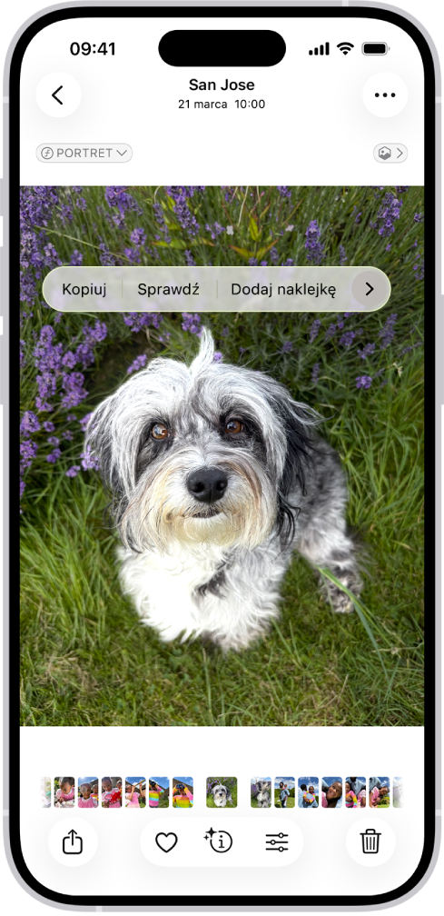 Zdjęcie psa otworzone w aplikacji Zdjęcia. Pies jest zaznaczony, a w widocznym nad nim menu dostępna jest opcja Dodaj naklejkę.