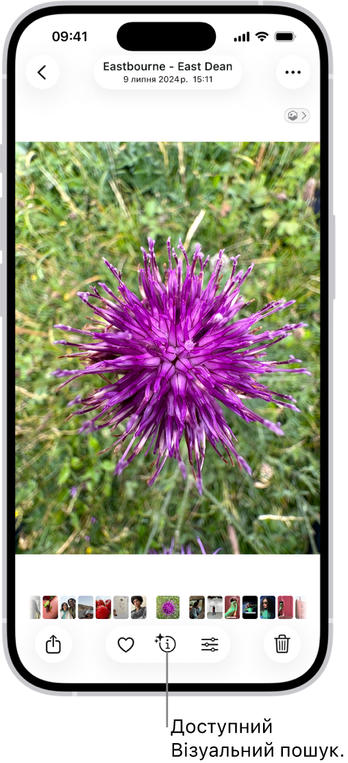 Знімок відкрито у програмі «Фотографії». Внизу екрана розташована кнопка «Інформація» із зображенням іконки, яка вказує на наявність відомостей Візуального пошуку.