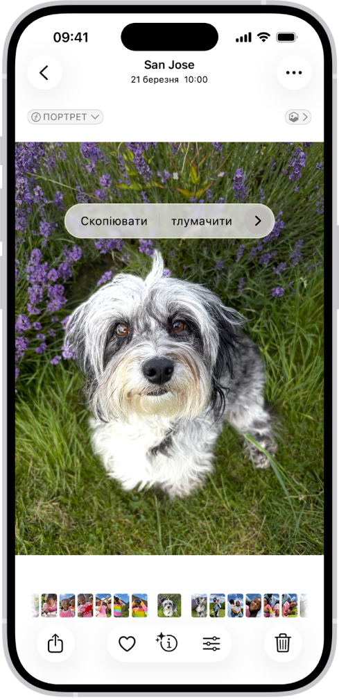У програмі «Фотографії» відкрито фотографію собаки. Вибрано собаку, і в меню вгорі відображається опція «Додати стікер».