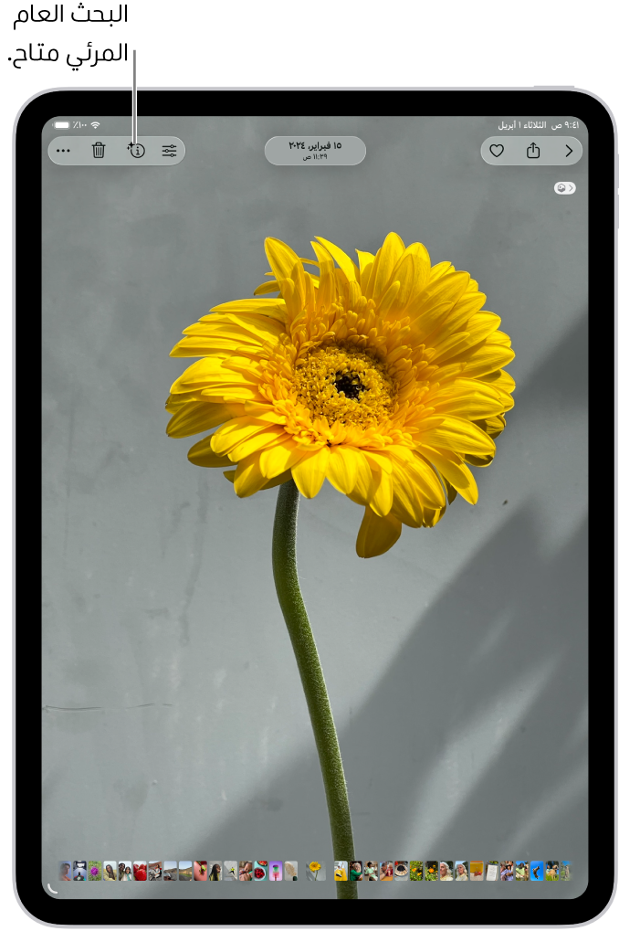 صورة مفتوحة في تطبيق الصور. في الجزء العلوي من الشاشة، يعرض زر المعلومات أيقونة تشير إلى توفر معلومات البحث العام المرئي.