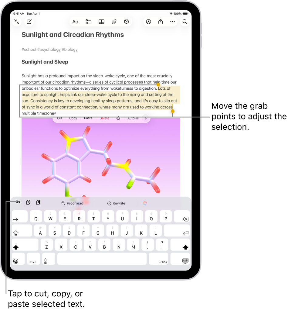 Text is selected in a note in the Notes app. Above the selected text is a menu of buttons including Cut, Copy, and Paste. The selected text is highlighted, with grab points to adjust the selection at either end.